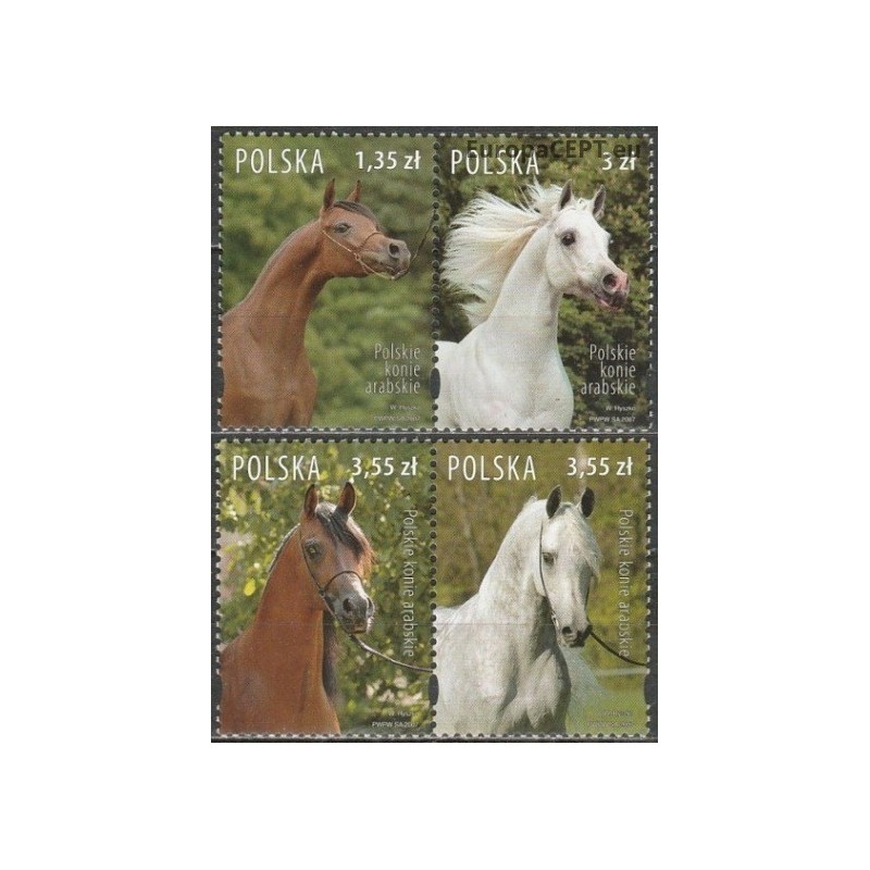 Poland 2007. Arabian horses