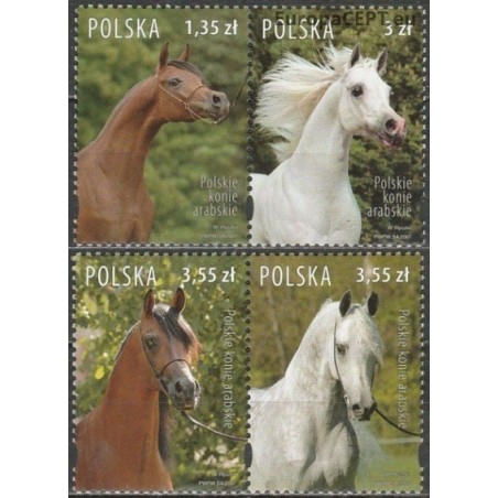 Poland 2007. Arabian horses