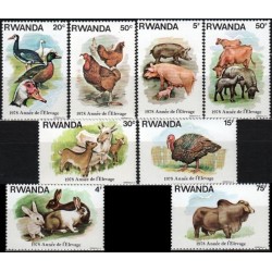 Rwanda 1978. Farm animals