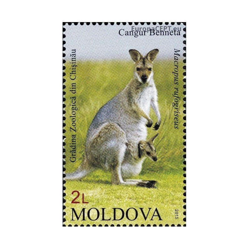 Moldova 2013. Kangaroo