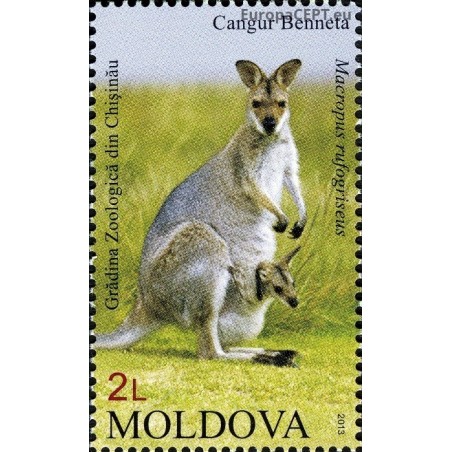 Moldova 2013. Kangaroo