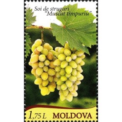 Moldova 2013. Vynuogės Muscat Timpuriu