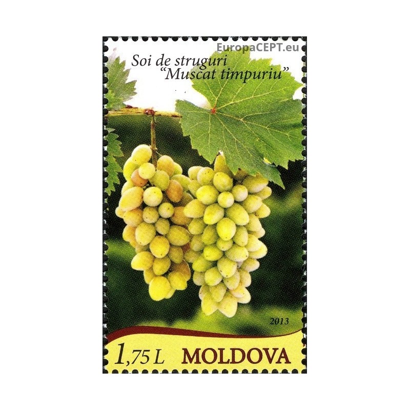 Moldova 2013. Grapes Muscat Timpuriu