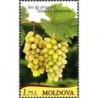 Moldova 2013. Grapes Muscat Timpuriu