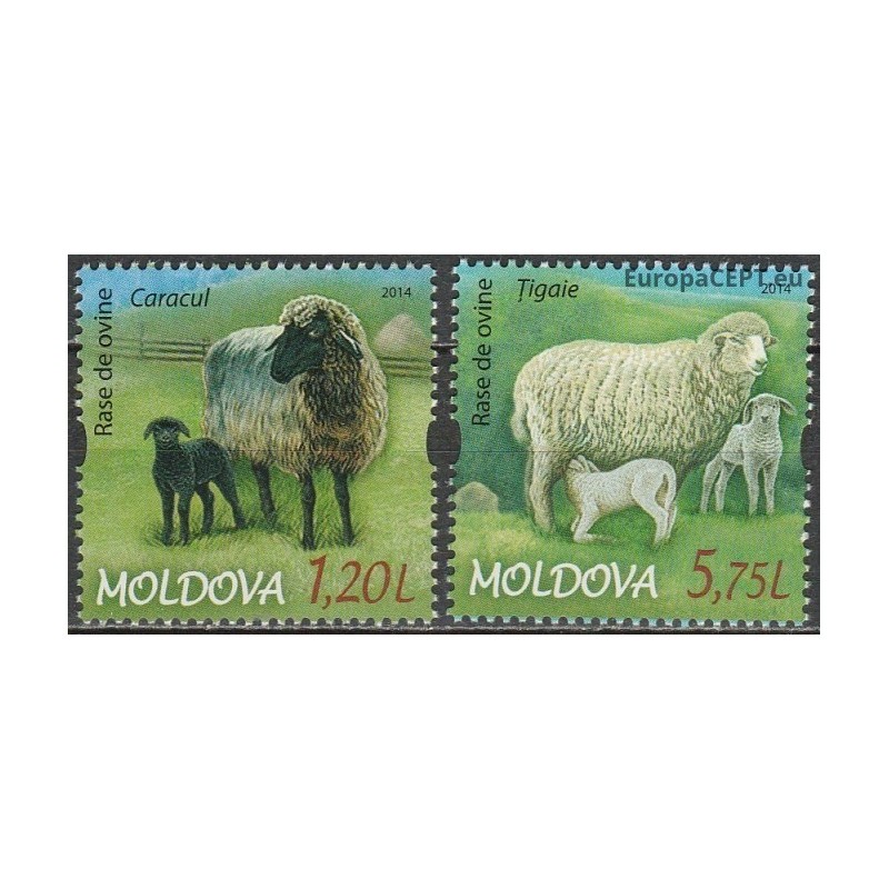 Moldova 2014. Lambs
