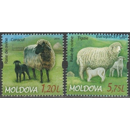 Moldova 2014. Lambs
