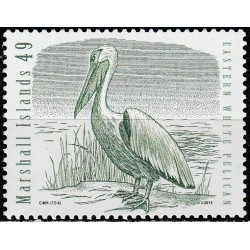Maršalo salos 2015. Vandens paukščiai (Rožinis pelikanas)