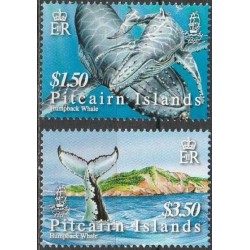 Pitcairn Islands 2007. Whales