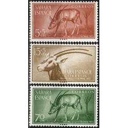 Spanish Sahara 1955. Antelope