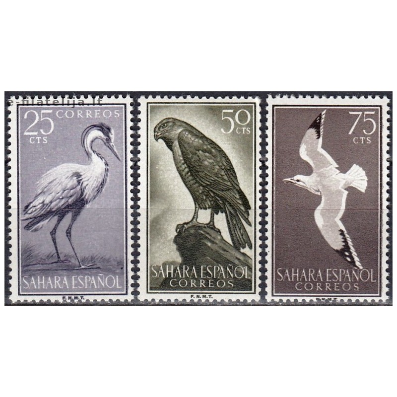 Spanish Sahara 1959. Birds