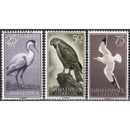 Spanish Sahara 1959. Birds
