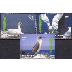 Senegalas 2000. Paukščiai