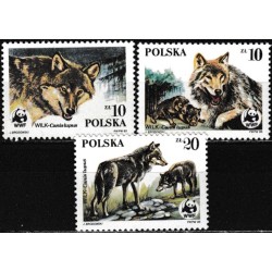 Poland 1985. Wolfs