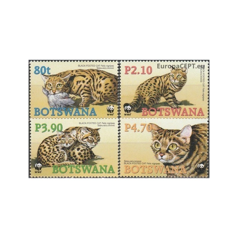 Botswana 2005. Black-footed cat