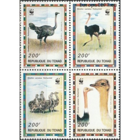 Chad 1996. Ostrich