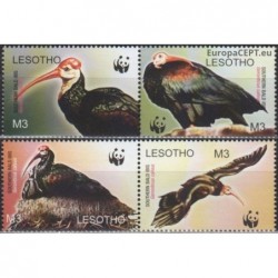 Lesotas 2004. Plikasis ibis