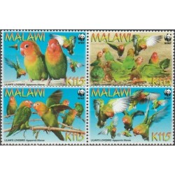 Malawi 2009. Lovebirds