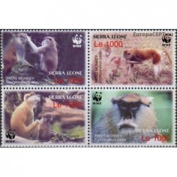 Sierra Leone 2004. Patas monkey