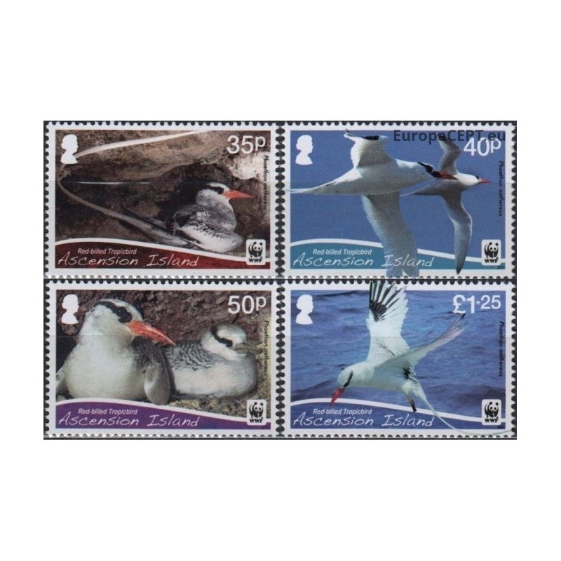 Ascension Island 2011. Birds