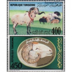 Tunisia 1990. Sheeps