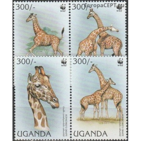 Uganda 1997. Giraffe