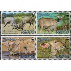 Zambija 2008. Didžioji kudu