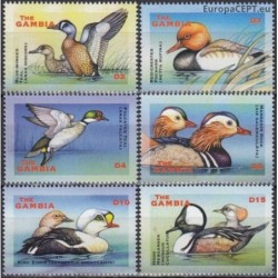 Gambia 2001. Ducks