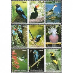 Guinea 1998. Birds