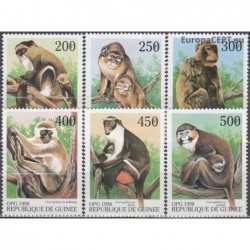 Guinea 1998. Monkeys