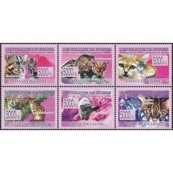 Guinea 2008. Asian cats