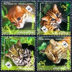 Thailand 2011. Cats