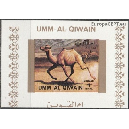 Umm al-Qiwain 1972. Camel