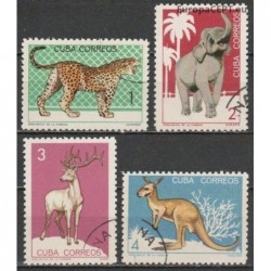 Carribean 1964. Fauna in Havanna zoo