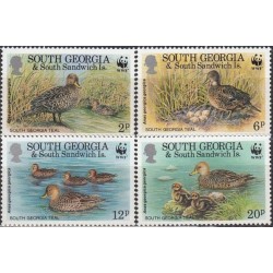 South Georgia 1992. Ducks